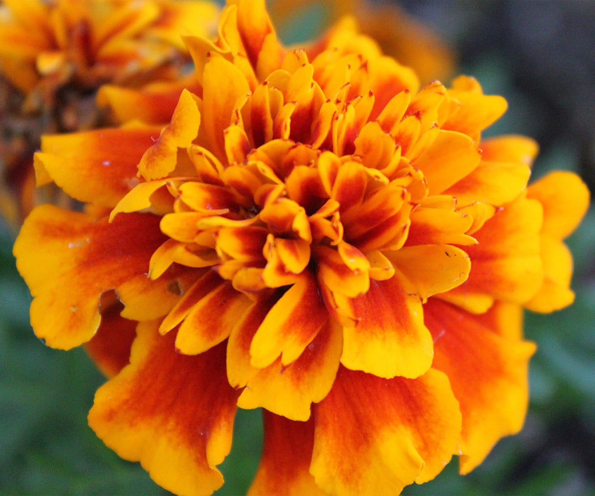 Marigolds