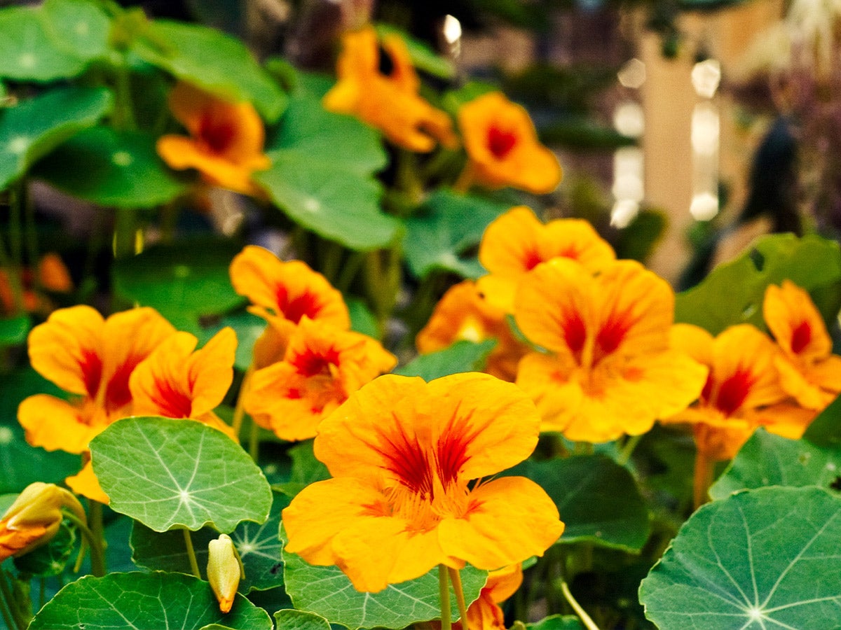 Nasturtium