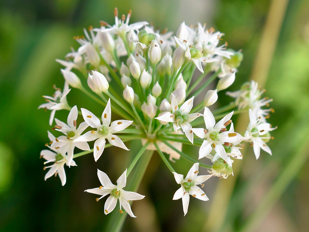 Flowering Garlic