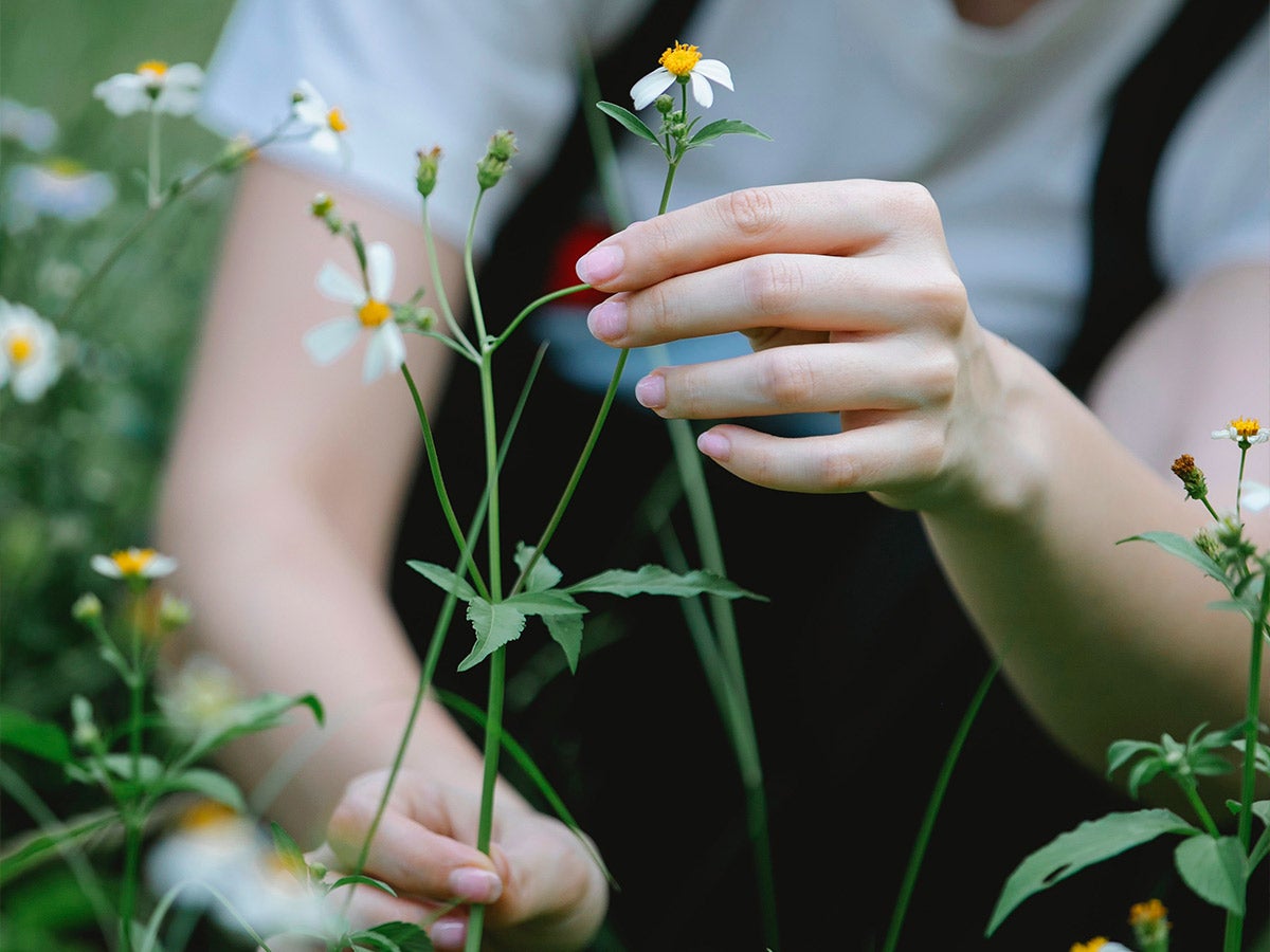 Person picking wildflowers