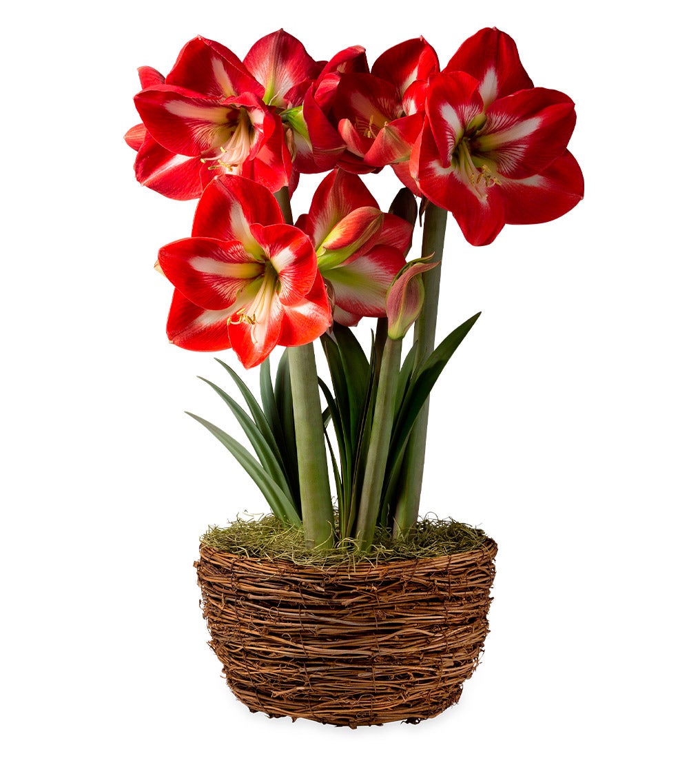 Design Amaryllis Dutch Flower Bulb Holiday Gift Garden