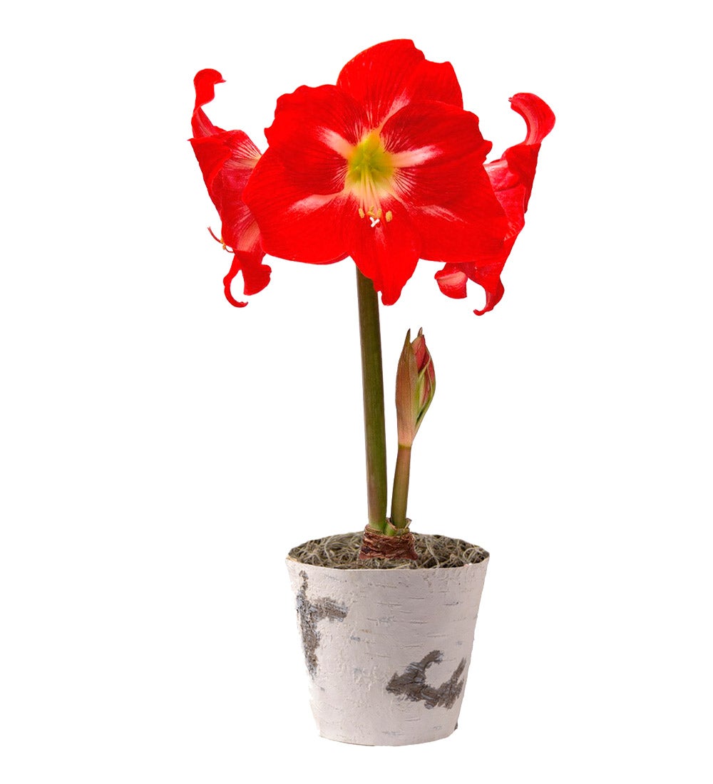 Solitaire Amaryllis Dutch Flower Bulb Holiday Gift Garden