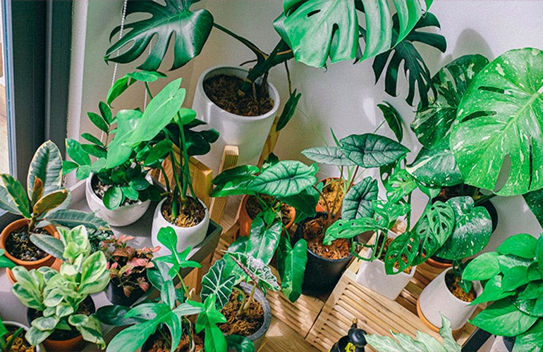 indoor houseplants