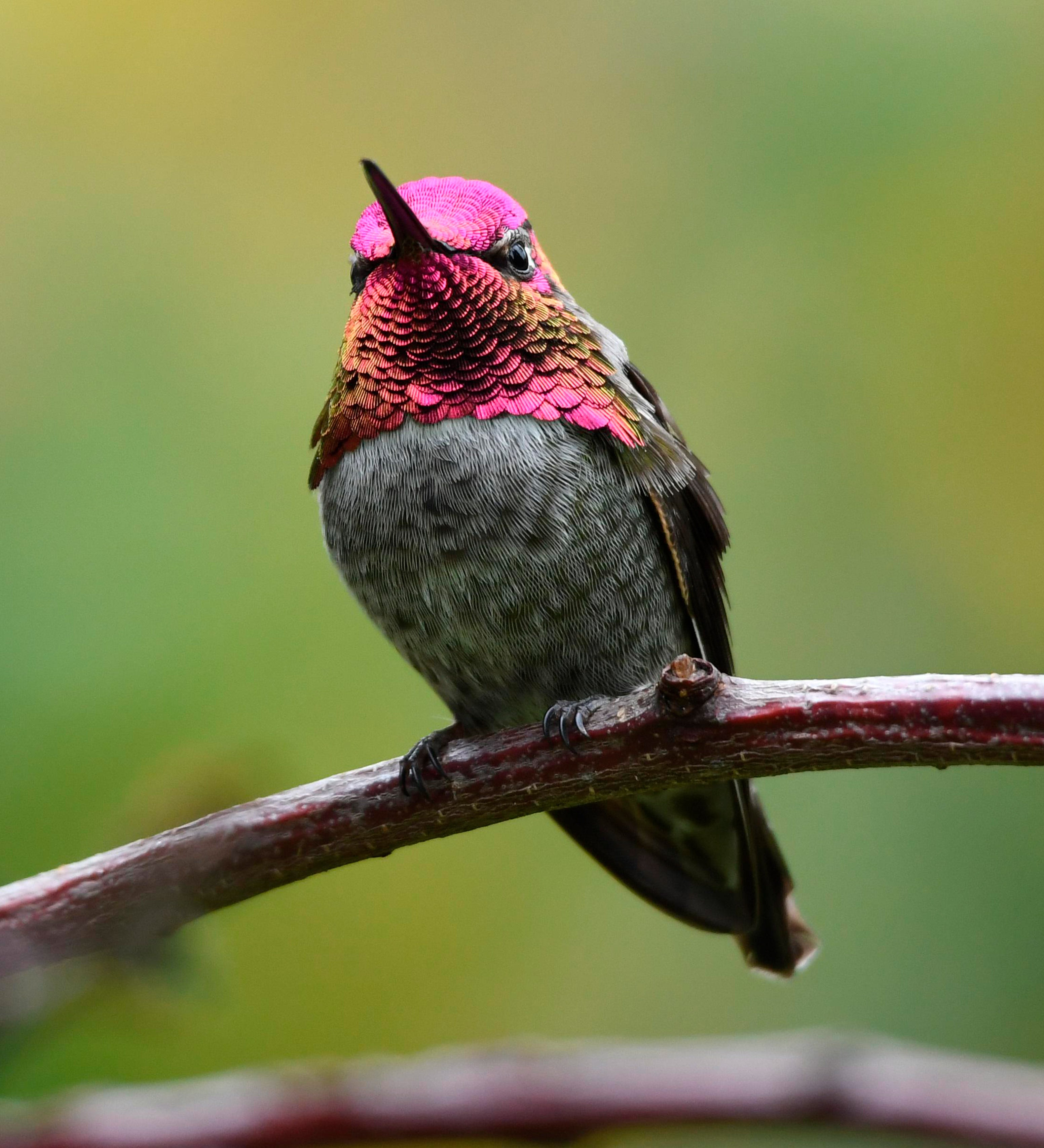 hummingbird sitting on branch
