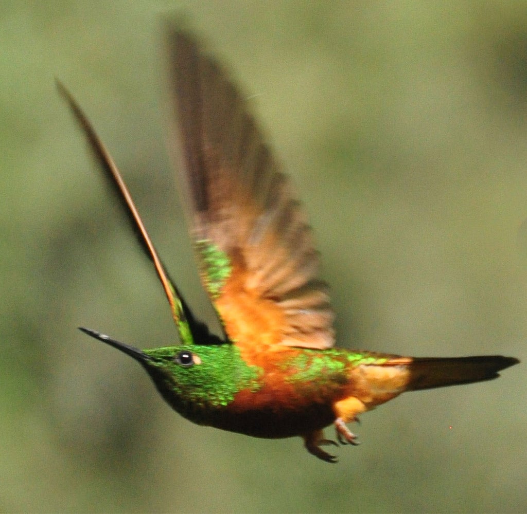 hummingbird flying in air