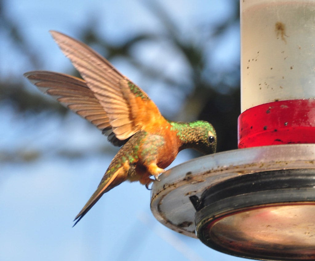 hummingbird eating from feeder