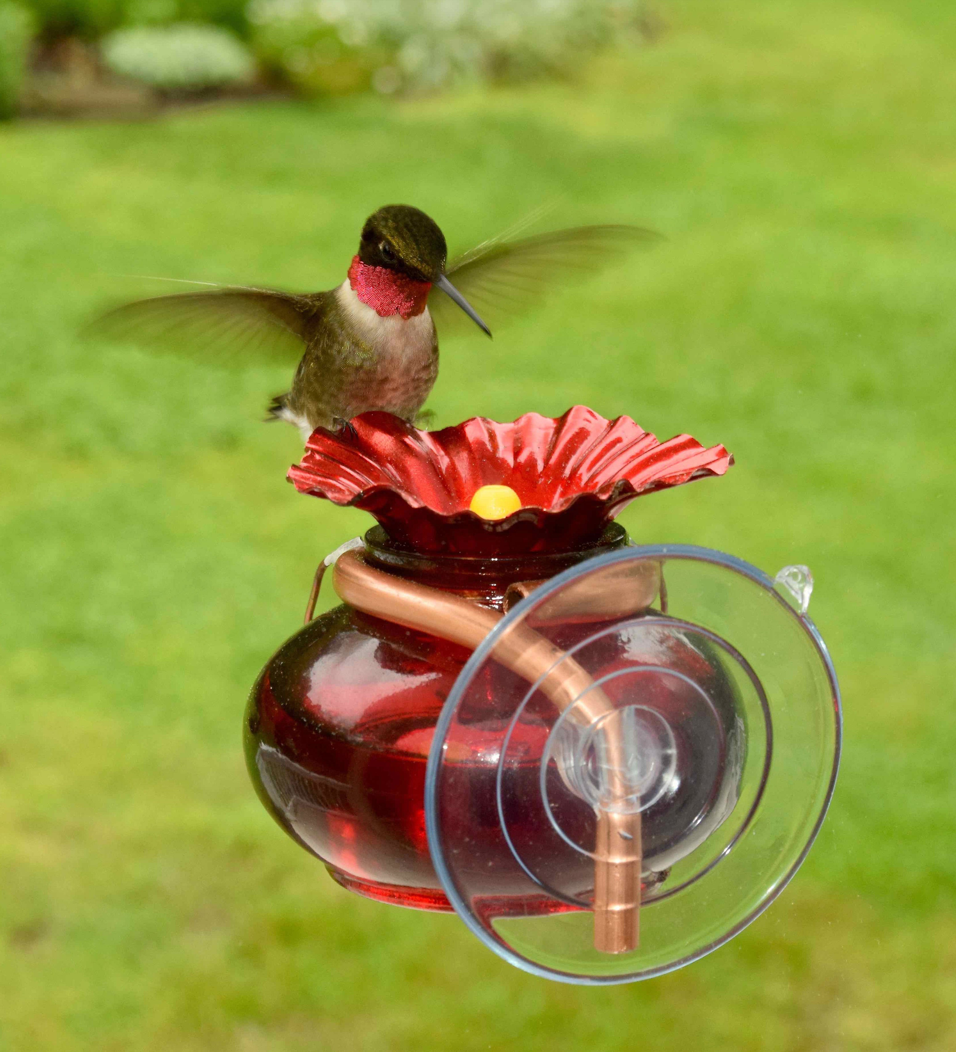 Window Watch Hummingbird Feeder