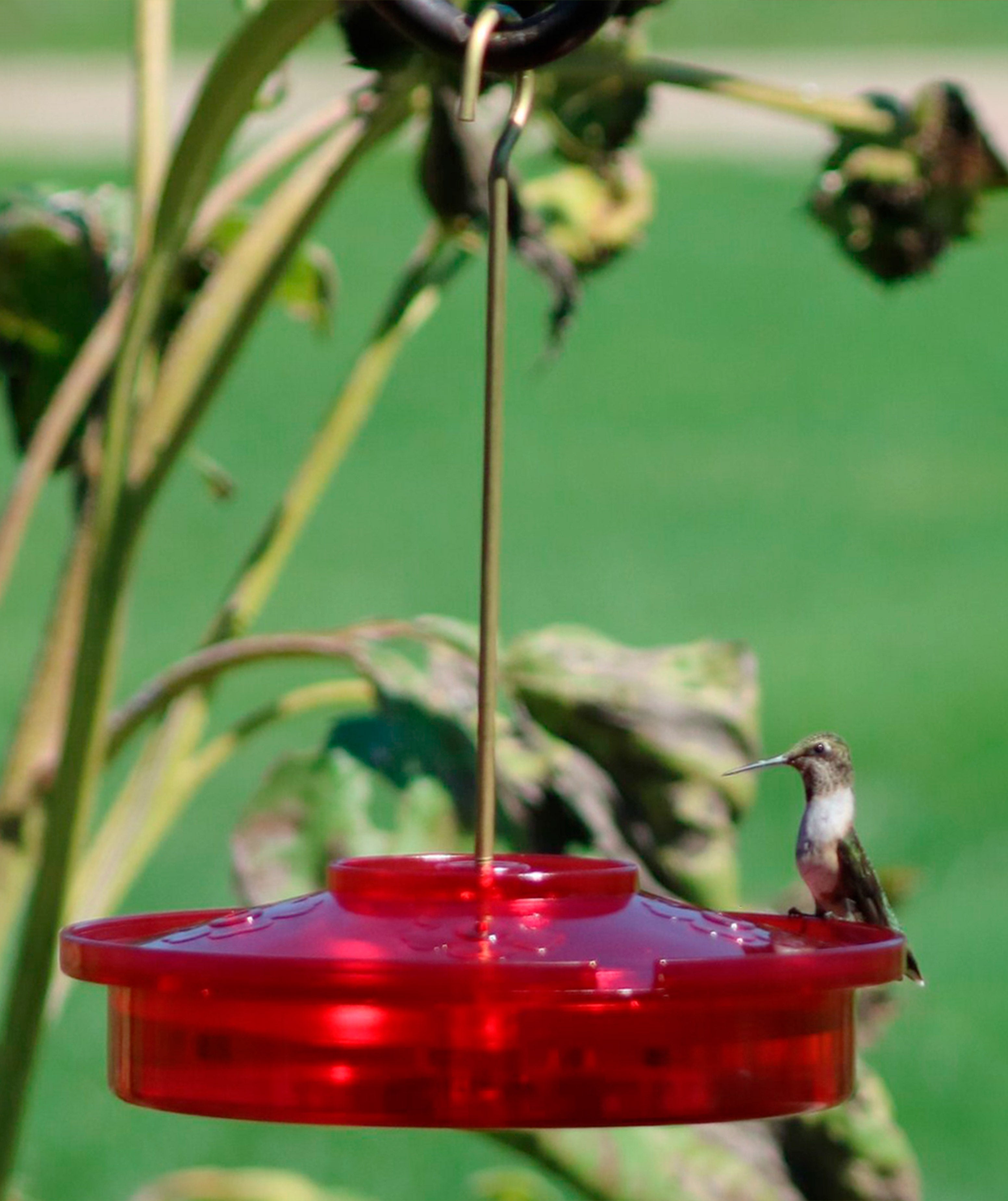 Hanging Hummingbird Haven Feeder