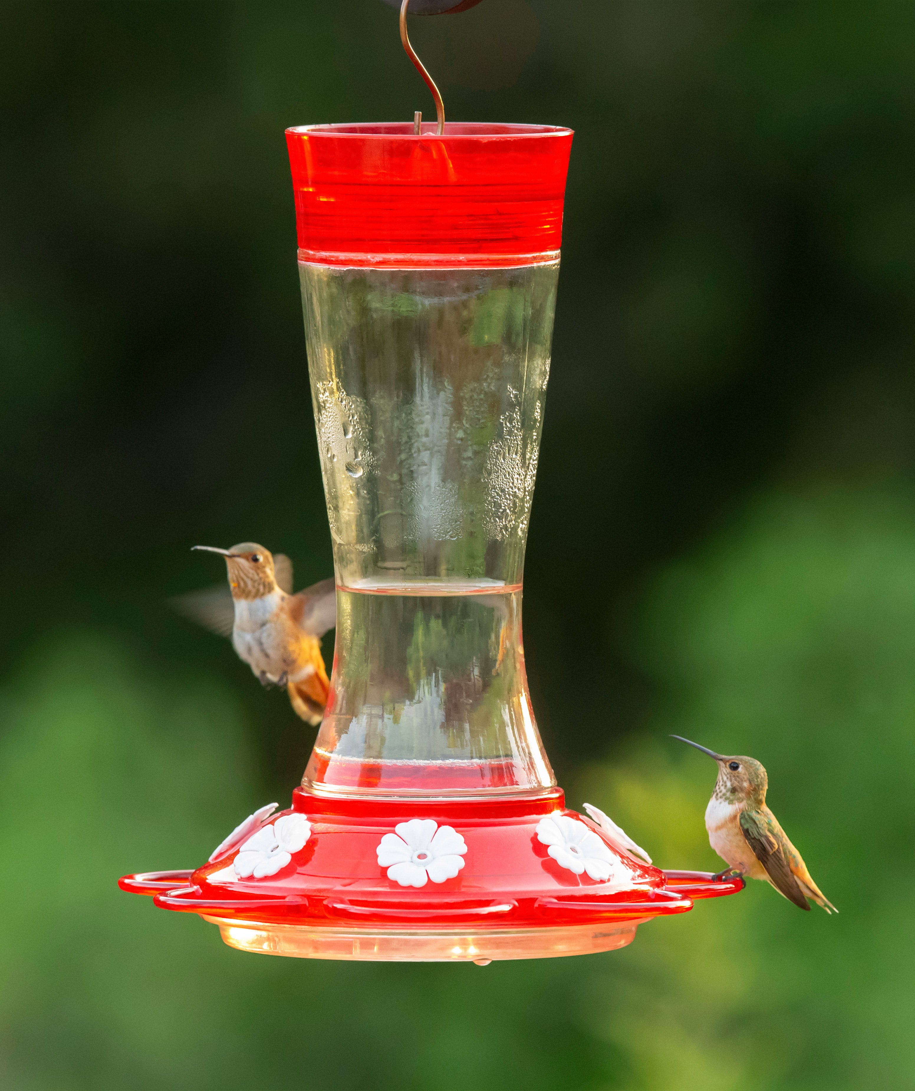 Garnet 20-Ounce Glass-Bottle Hummingbird Feeder