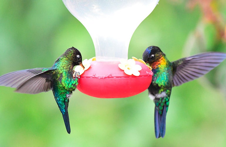 two hummingbirds drinking from feeder