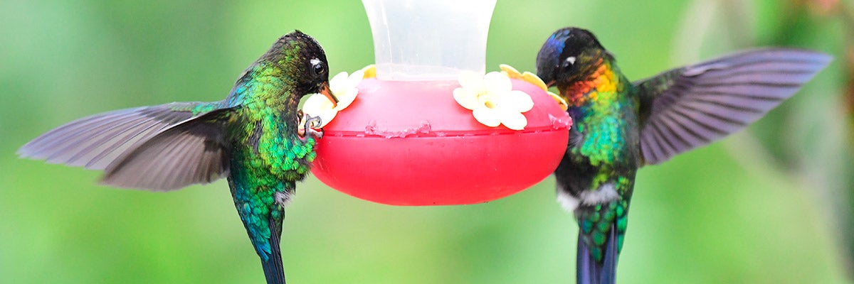 two hummingbirds drinking from feeder