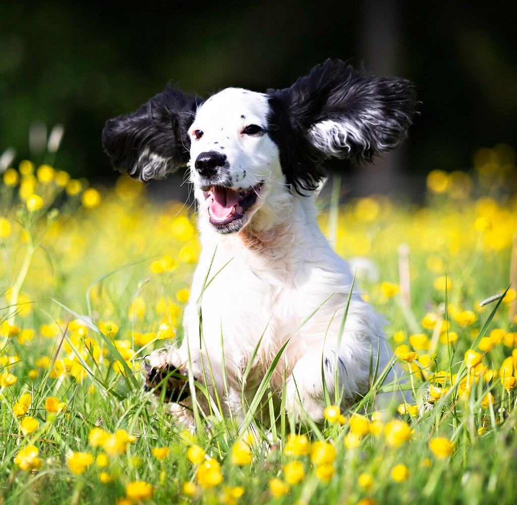 dog running through grass