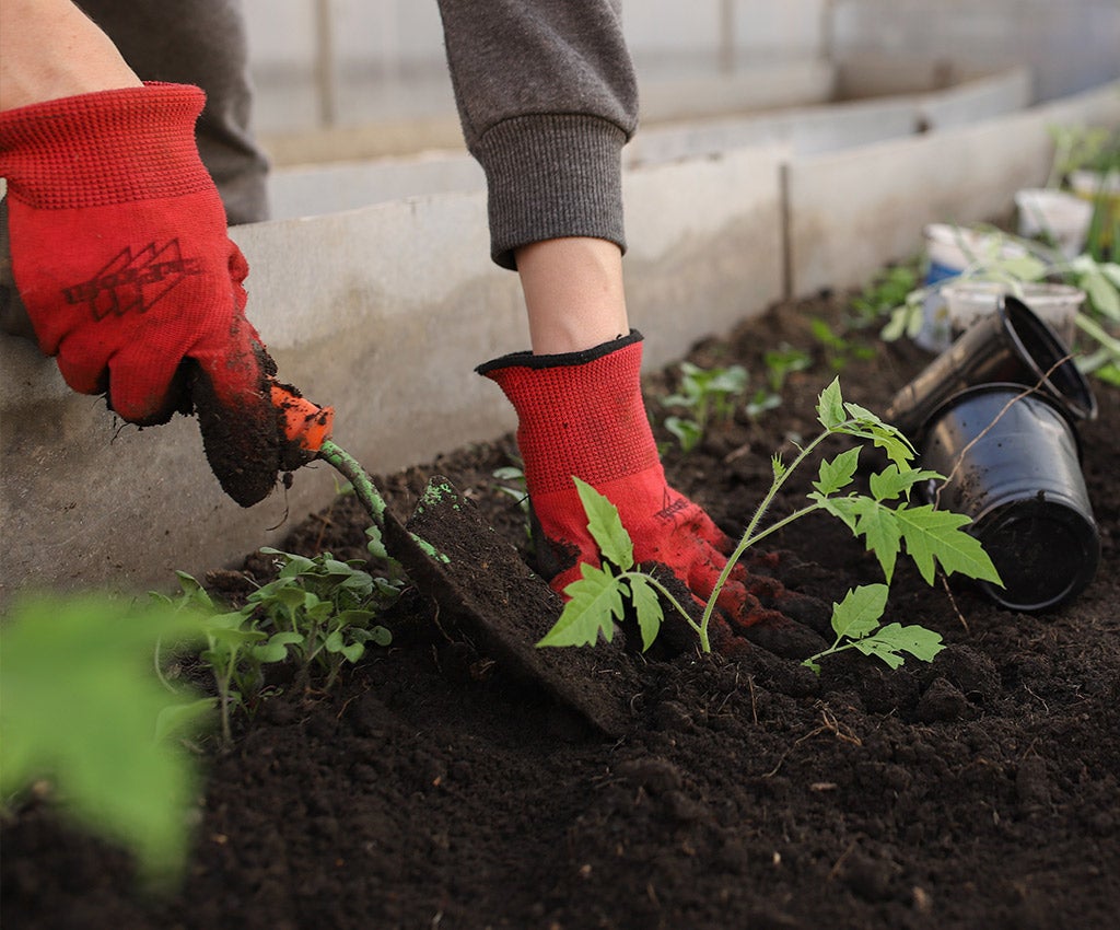 person with gardening gloves planting a plant