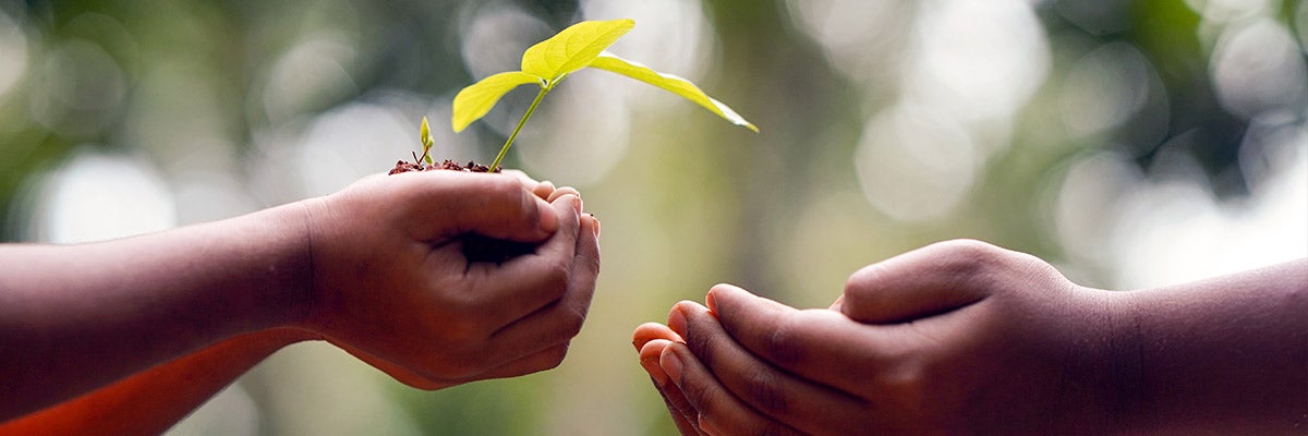 human hands holding plant and dirt