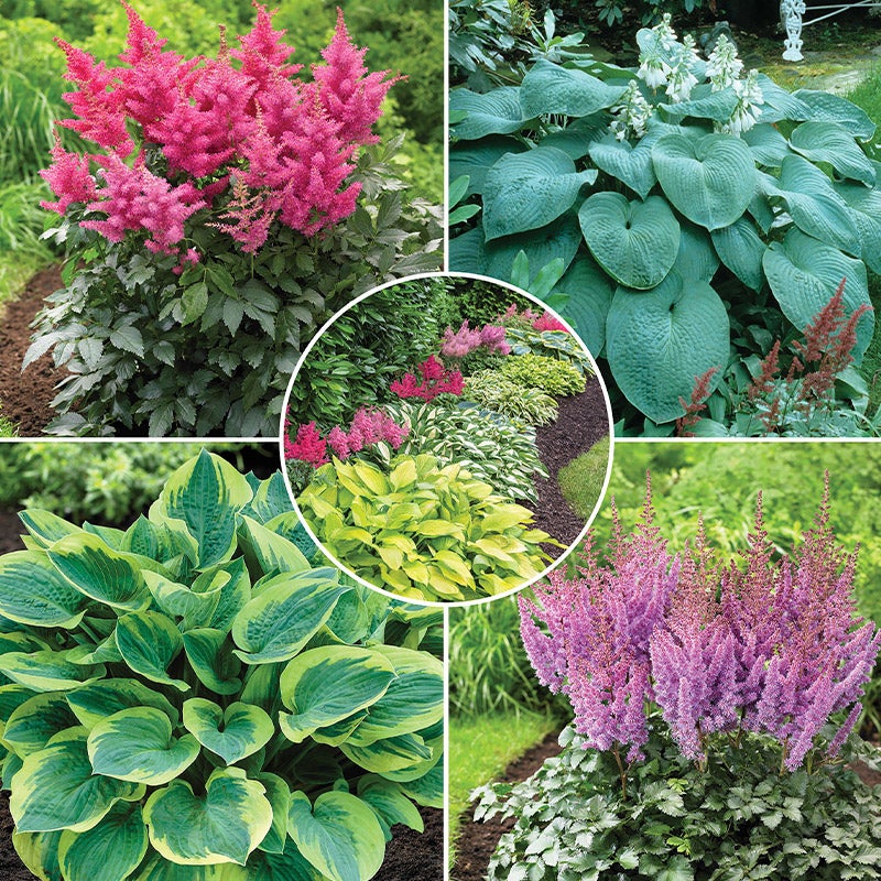 Hosta and Astilbe Shade-Loving Garden Collection With 14 Plants