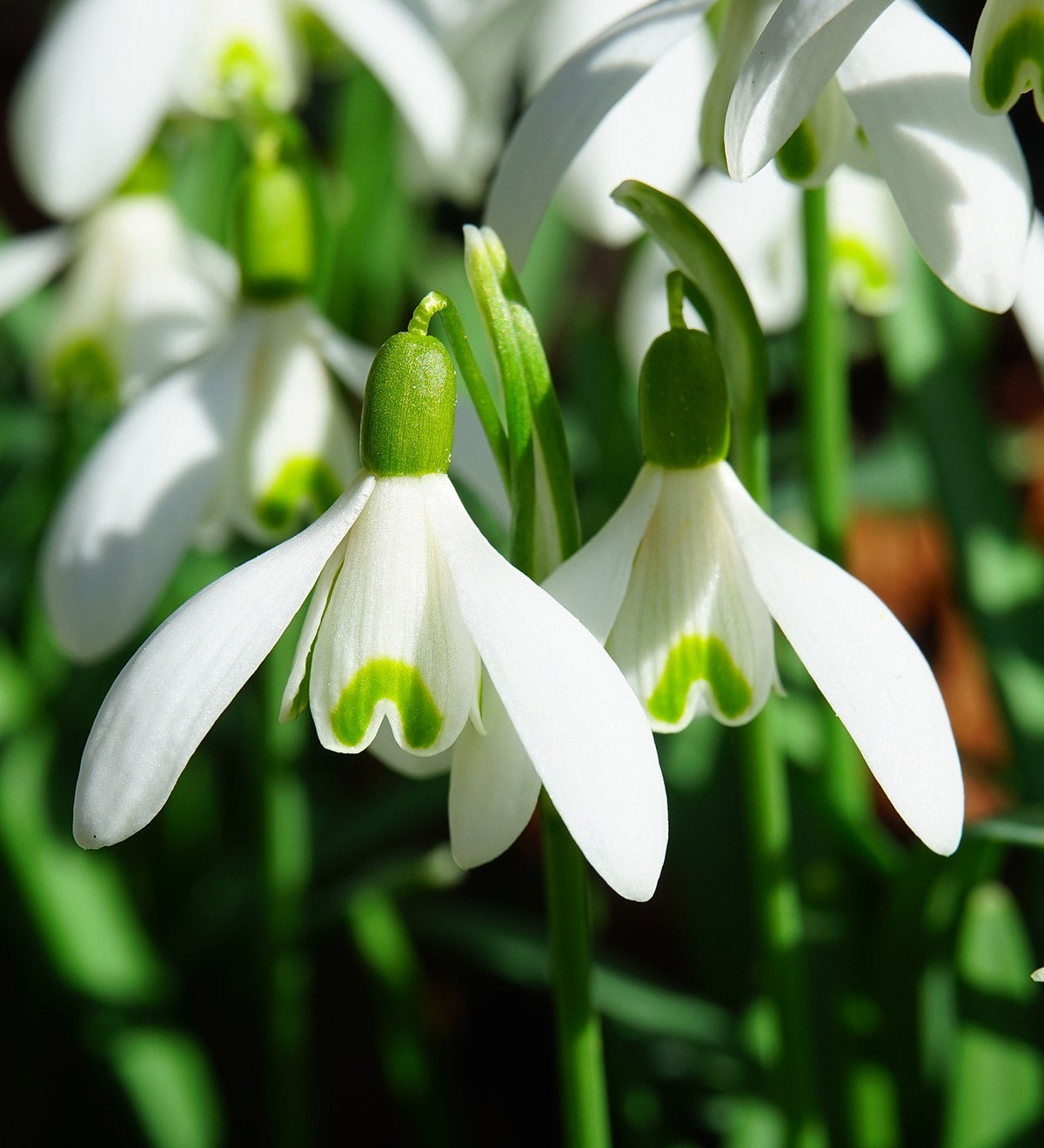 white snowdrops