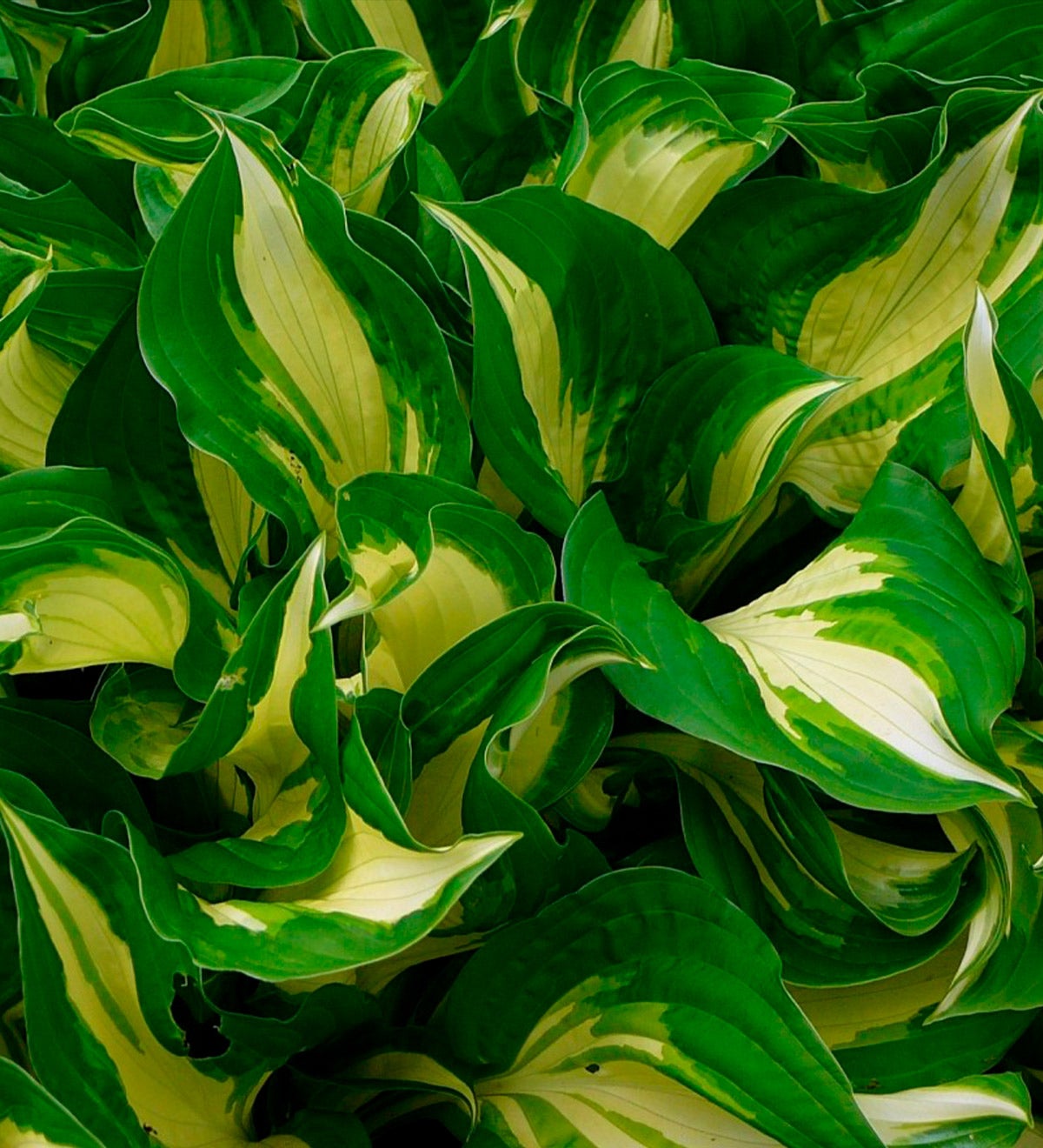 Variegated Hosta