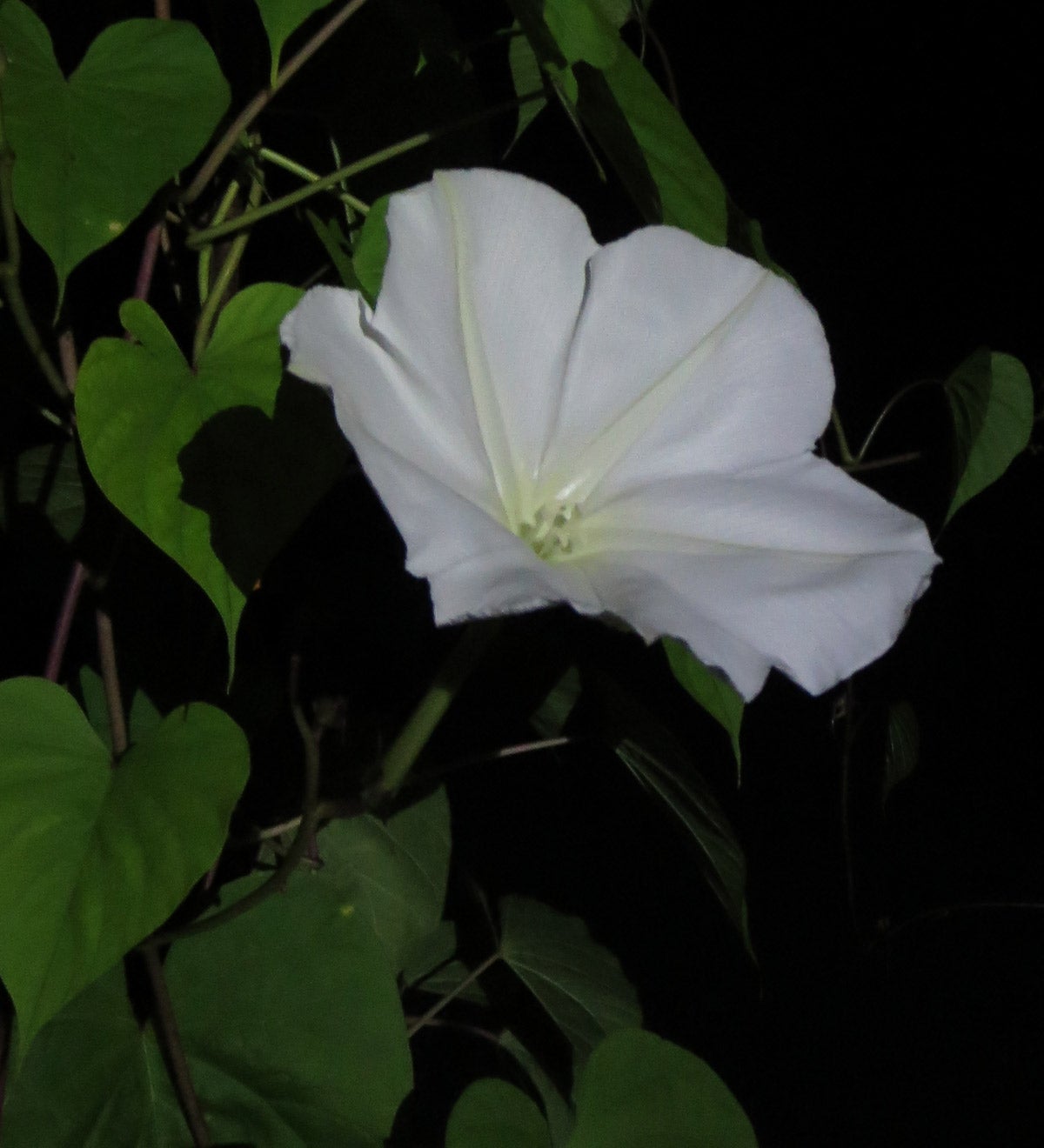 Moonflower