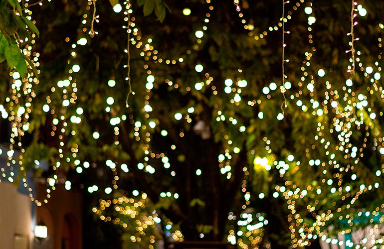 lighted trees