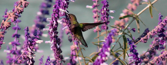 hummingbird