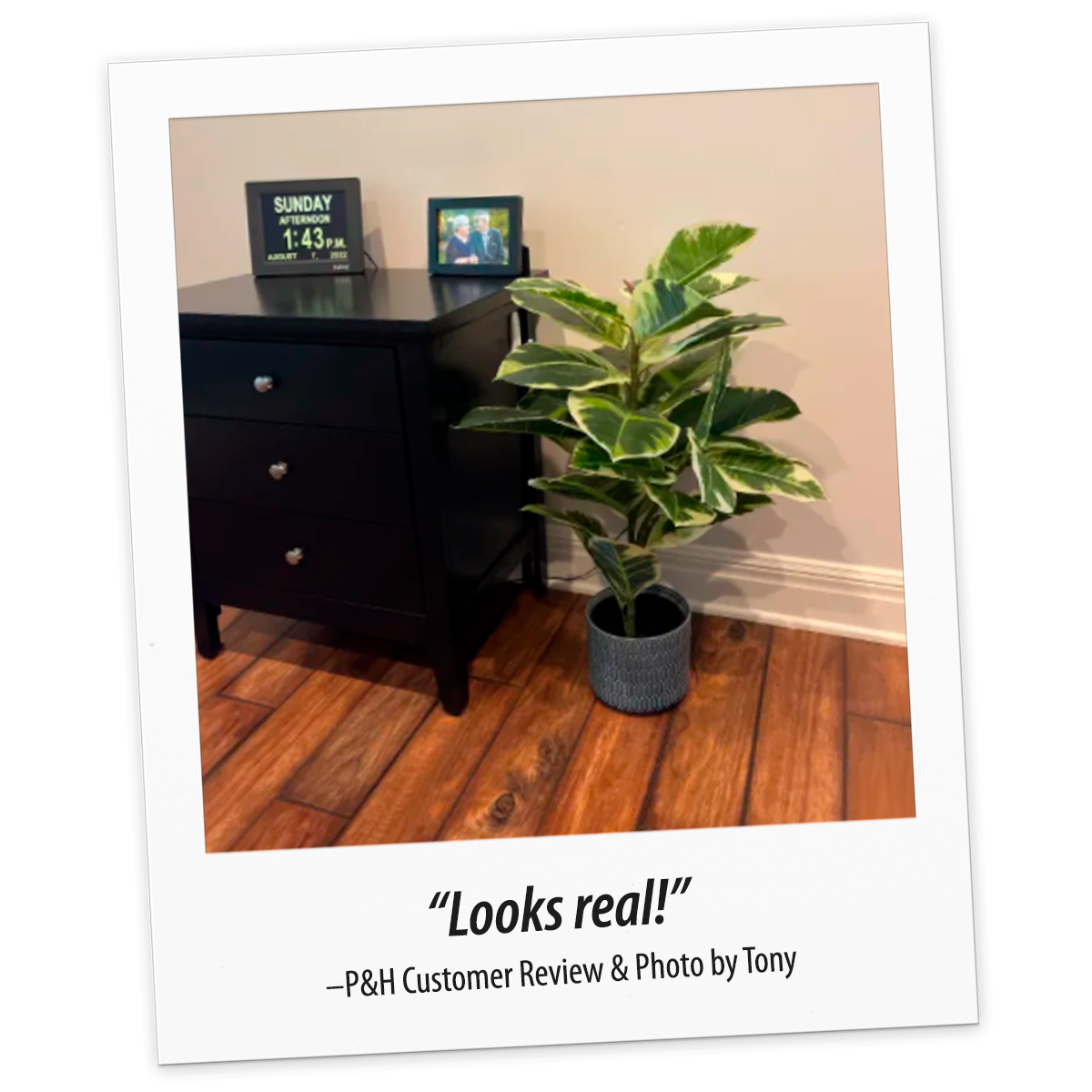 Faux Real Rubber Tree