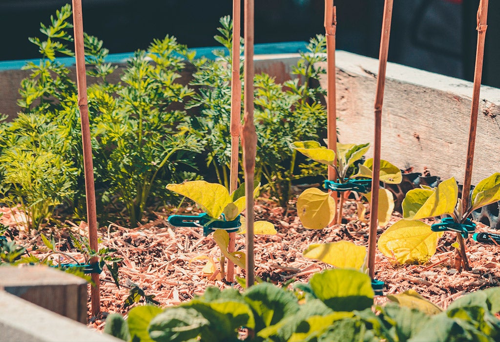 Raised Beds for Vegetable Gardening