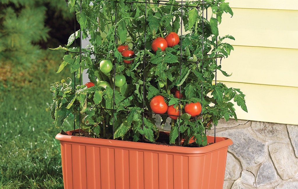 Rolling Self-Watering Tomato Planter and Rust-Resistant Tower