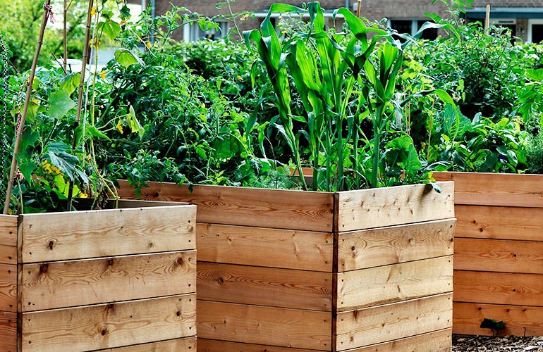 raised garden beds with plants