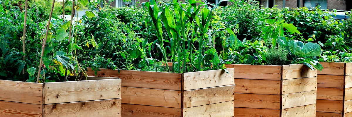 raised garden beds with plants