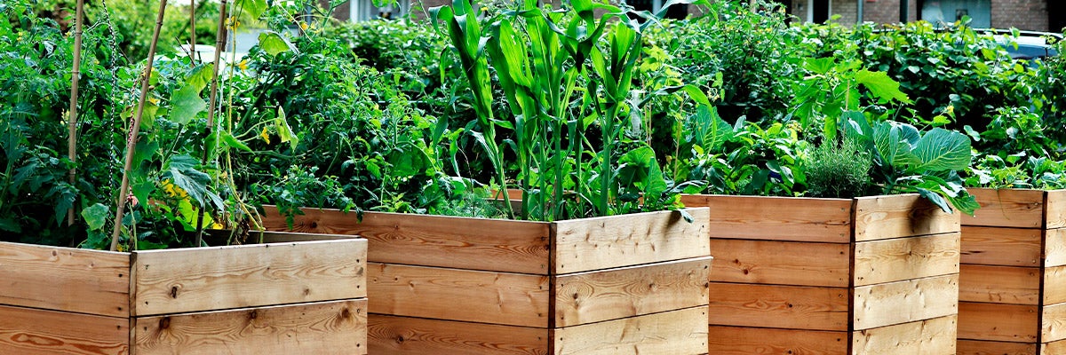 4 Major Benefits of Raised-Bed Gardening - Lettuce Grow Something