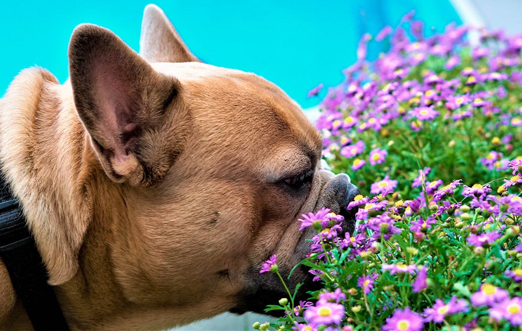 dog smelling flowers