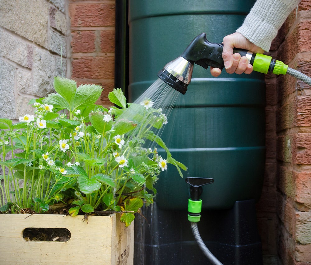 watering plants from rain barrel