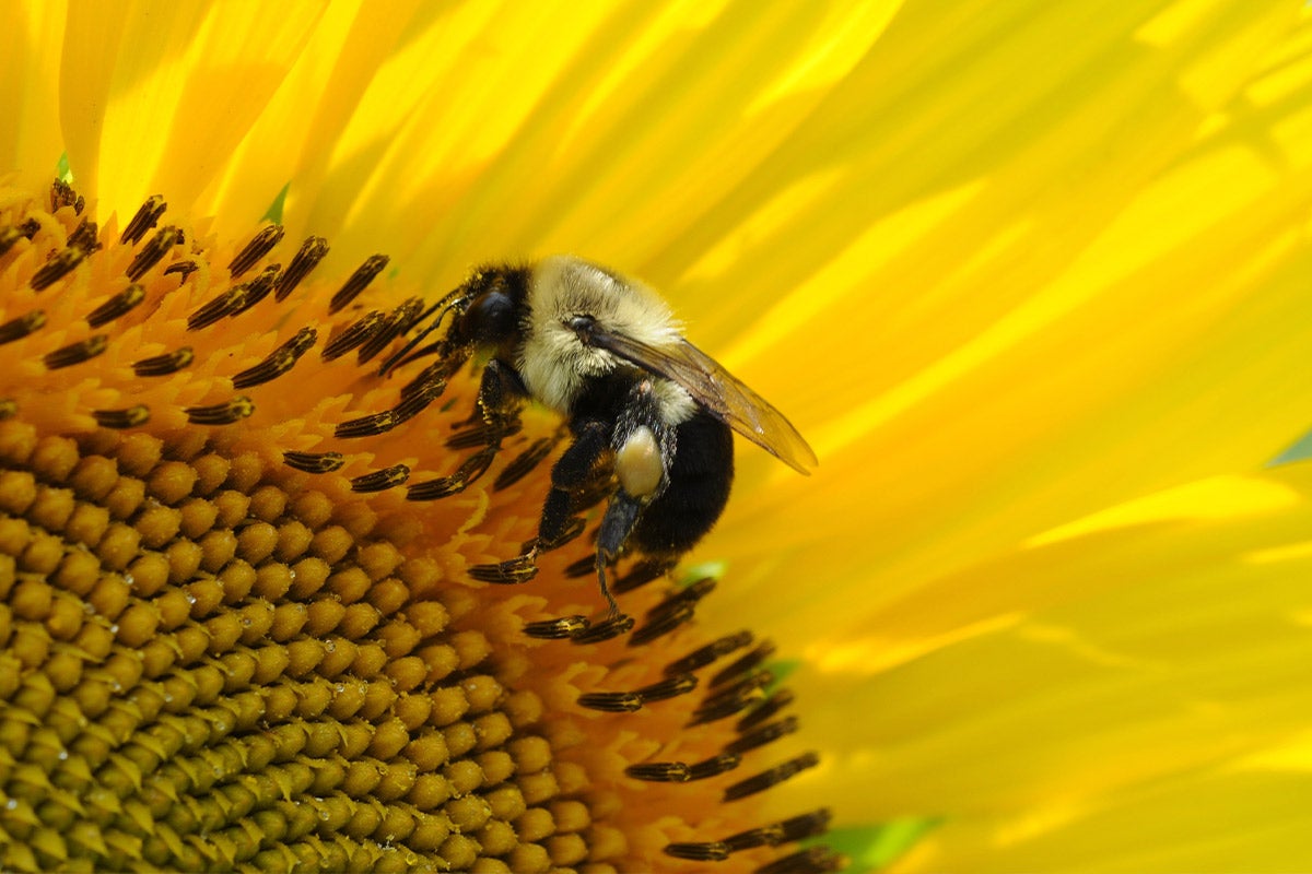 bee on sunflower