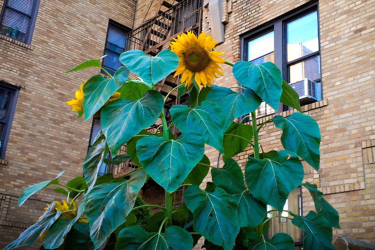 tall sunflower in city