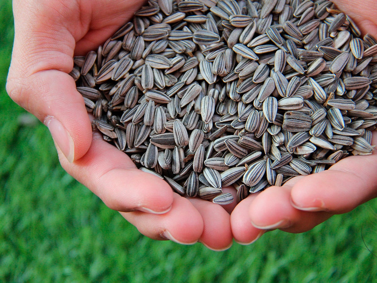 handful of sunflower seeds