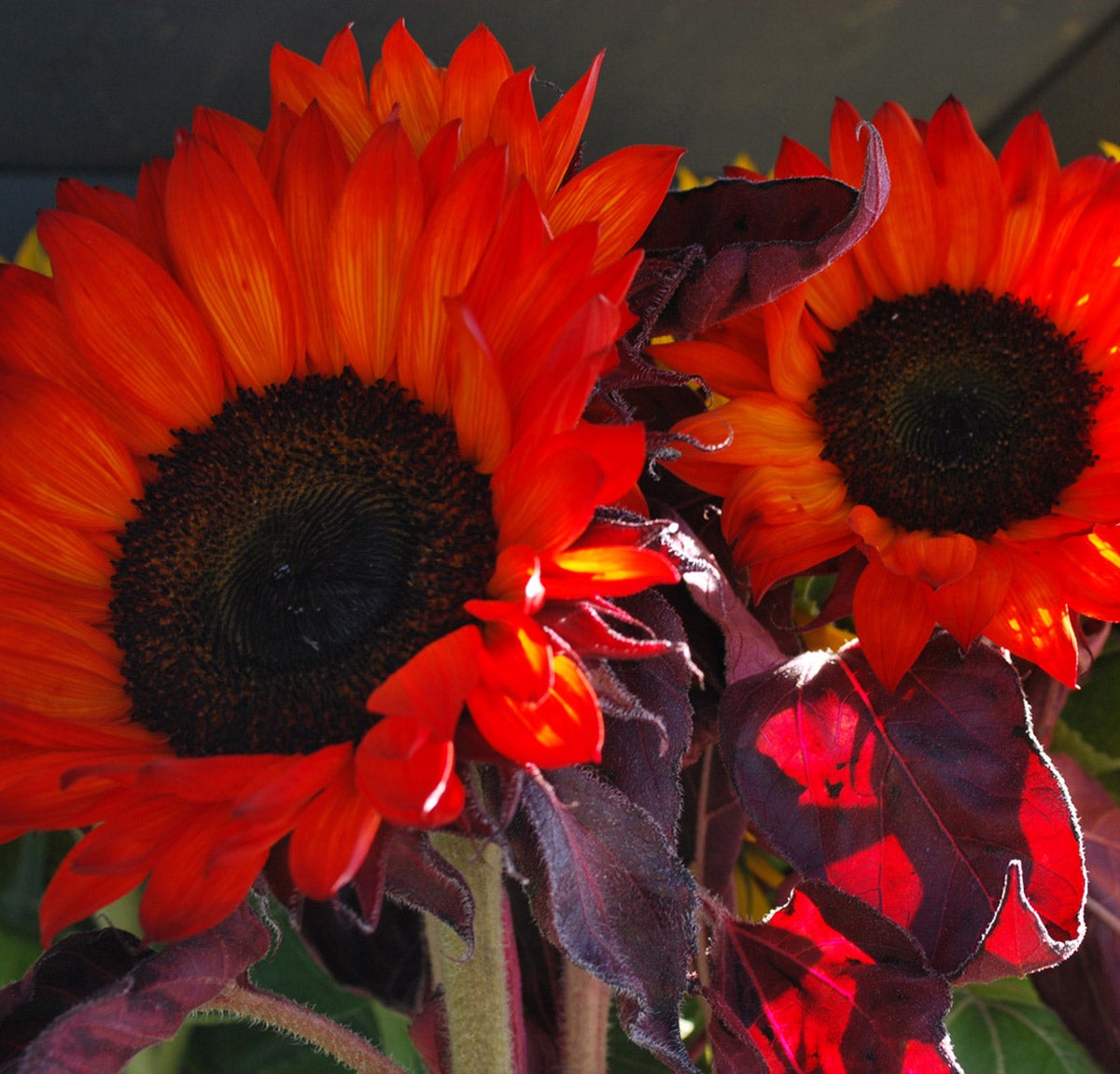 red sunflowers