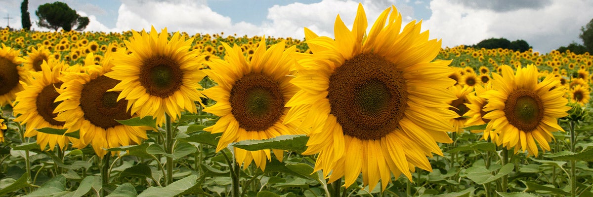 sunflower field