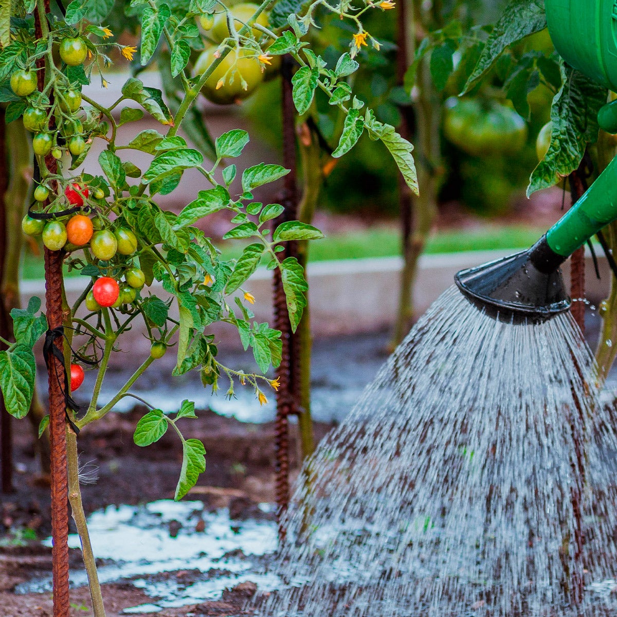 watering young tomato plants