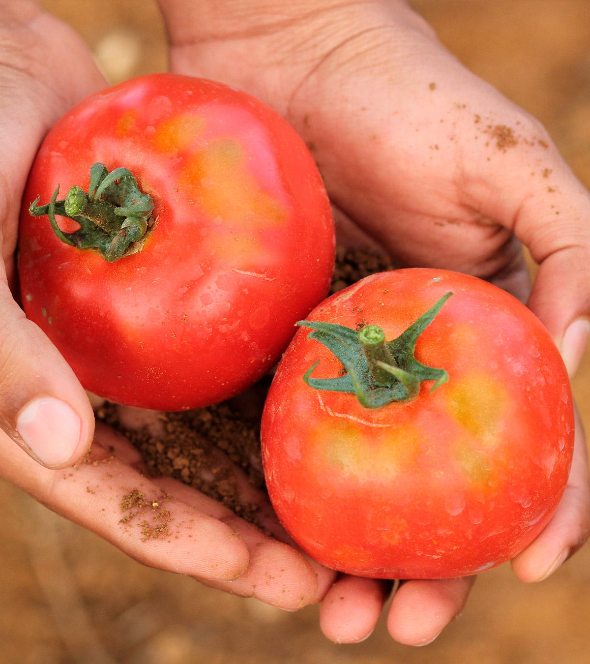 hands holding ripe tomatoes