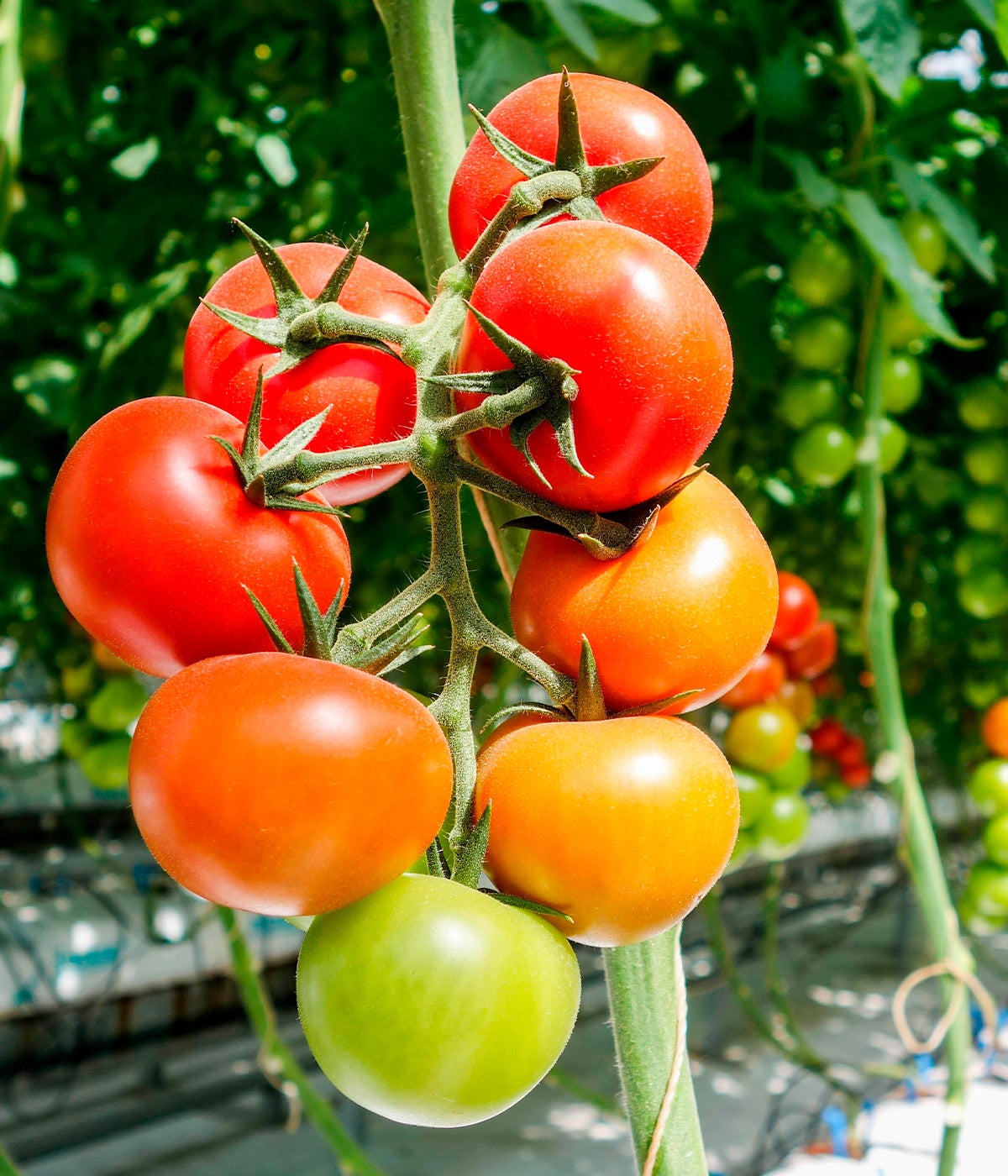 colorful tomatoes on vine