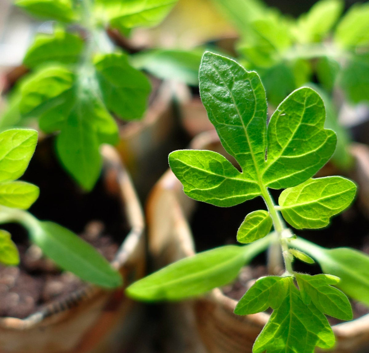 tomato plant seedlings