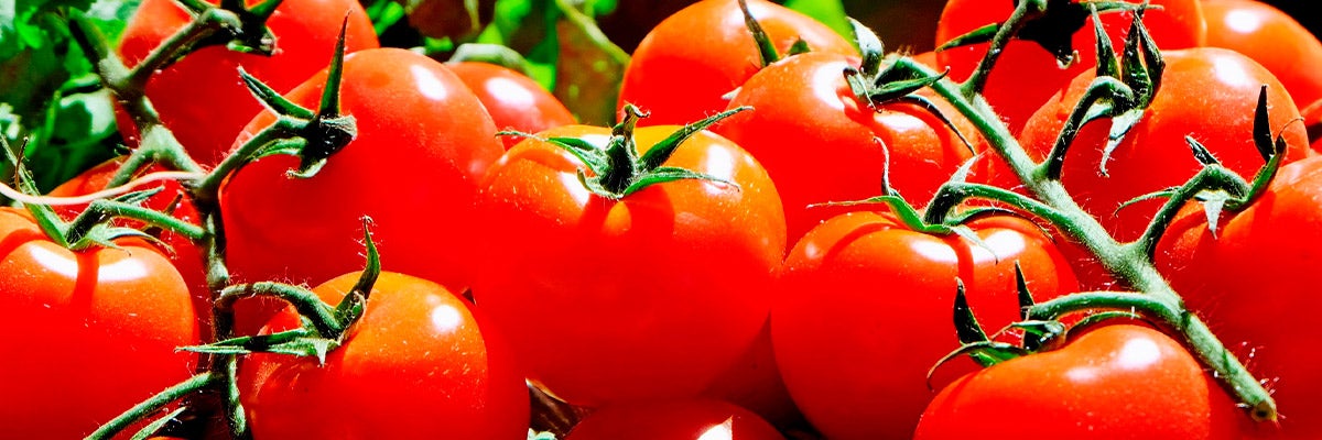 tomatoes on vine