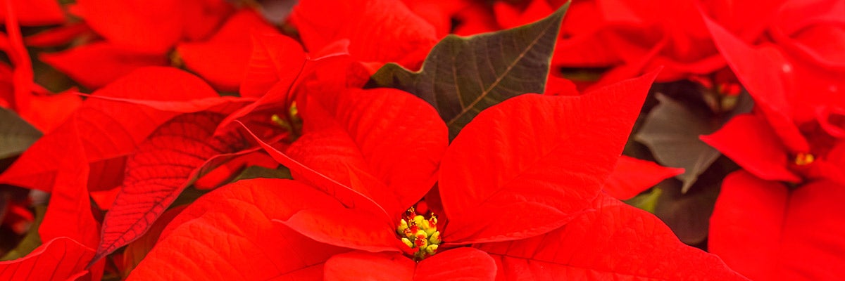 pointsettia