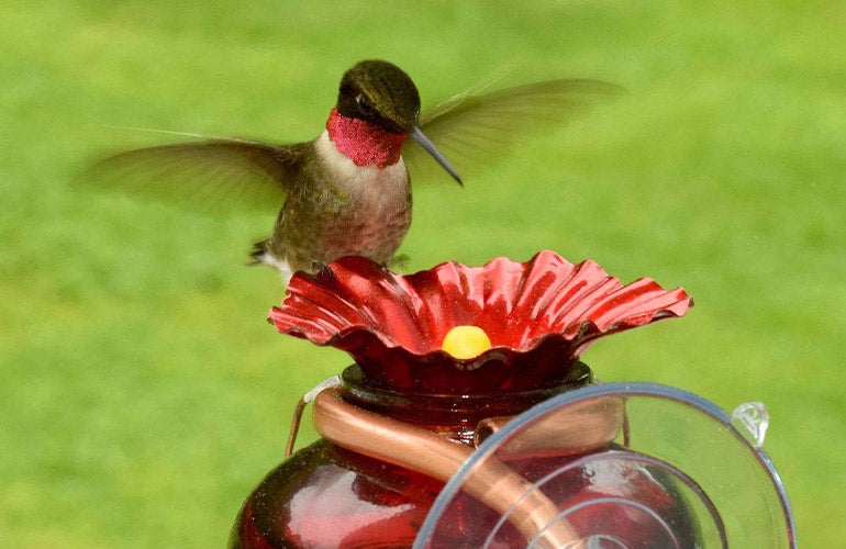 hummingbird drinking from  feeder