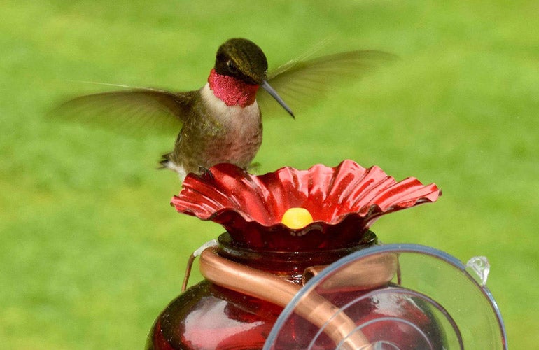 hummingbird drinking from feeder