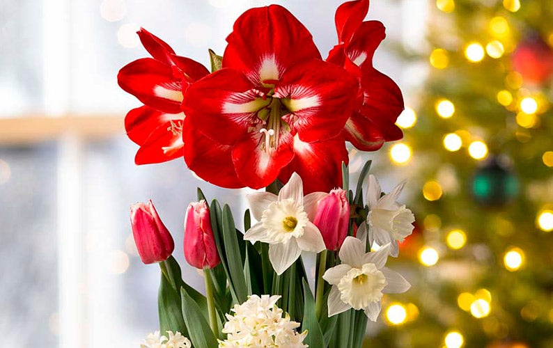 A blooming Christmas tulip and amaryllis bulb garden. SHOP ALL GIFT GARDENS